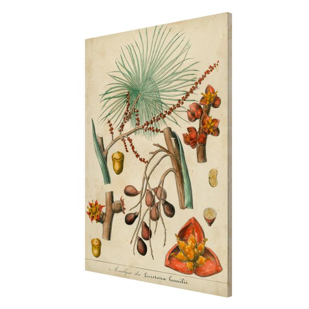 Magneetborden Vintage Board Exotic Palms III