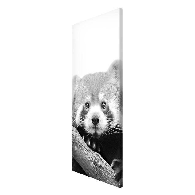 Magneetborden Red Panda In Black And White