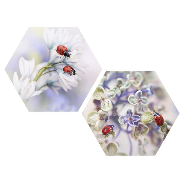 Hexagons Aluminium Dibond schilderijen - 2-delig Ladybug On Flowers