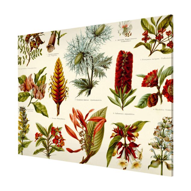 Magneetborden Vintage Board Tropical Botany I