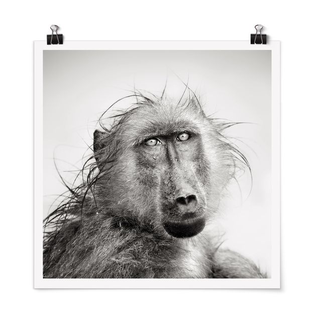 Posters Crying Baboon