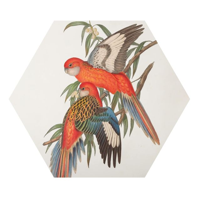 Hexagons Aluminium Dibond schilderijen Tropical Parrot I