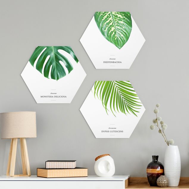 Hexagons Forex schilderijen - 3-delig Tropical Leaves