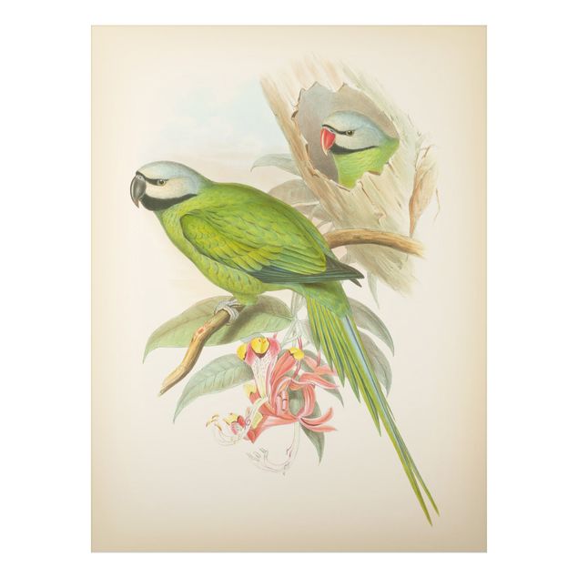 Aluminium Dibond schilderijen Vintage Illustration Tropical Birds II