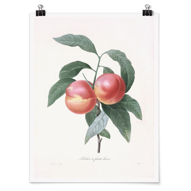 Posters Botany Vintage Illustration Peach