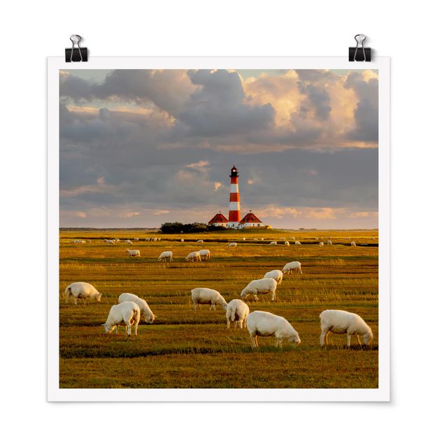 Posters North Sea Lighthouse With Flock Of Sheep