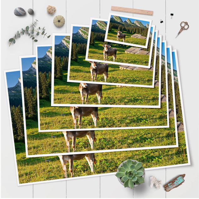 Posters Swiss Alpine Meadow With Cow