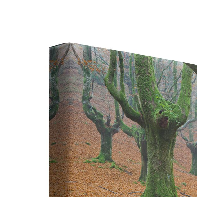 Canvas schilderijen - 3-delig Beech Forest In The Gorbea Natural Park In Spain