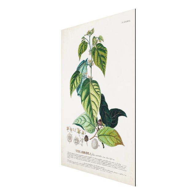 Aluminium Dibond schilderijen Vintage Botanical Illustration Cocoa