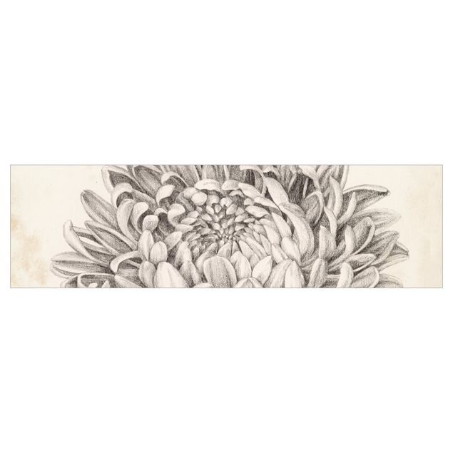 Keukenachterwanden Botanical Study Chrysanthemum II
