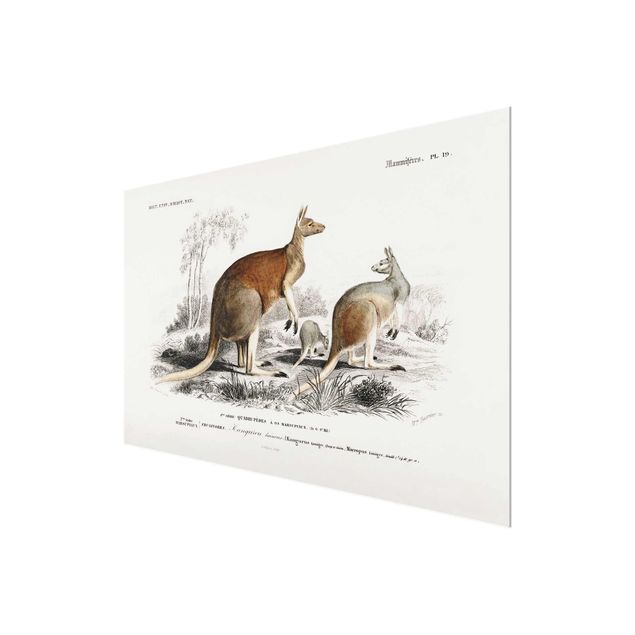 Glasschilderijen Vintage Board Kangaroo