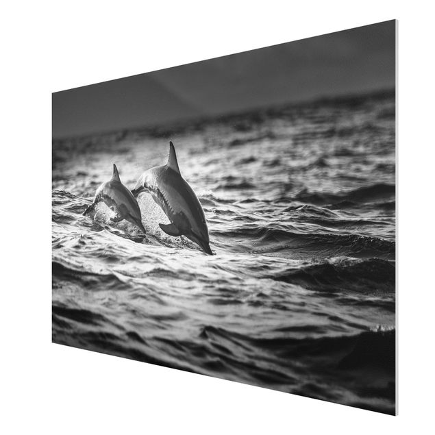 Forex schilderijen Two Jumping Dolphins