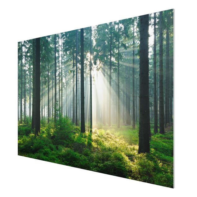Forex schilderijen Enlightened Forest