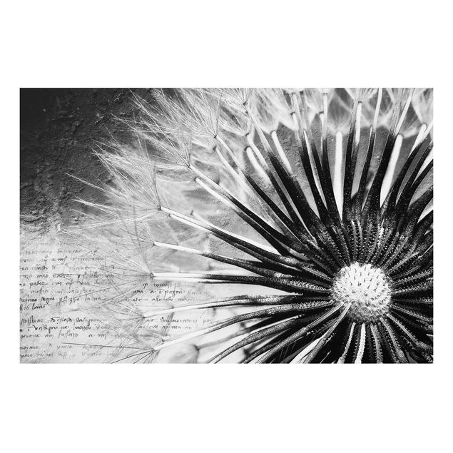 Forex schilderijen Dandelion Black & White