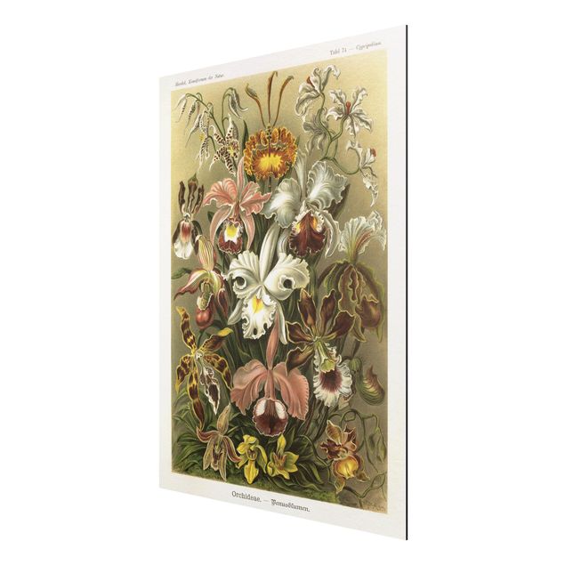 Aluminium Dibond schilderijen Vintage Board Orchid