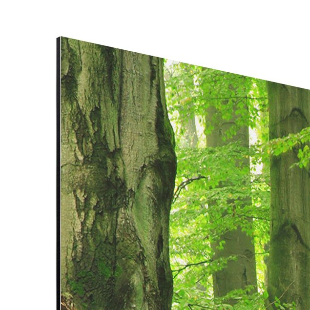 Aluminium Dibond schilderijen Mighty Beech Trees