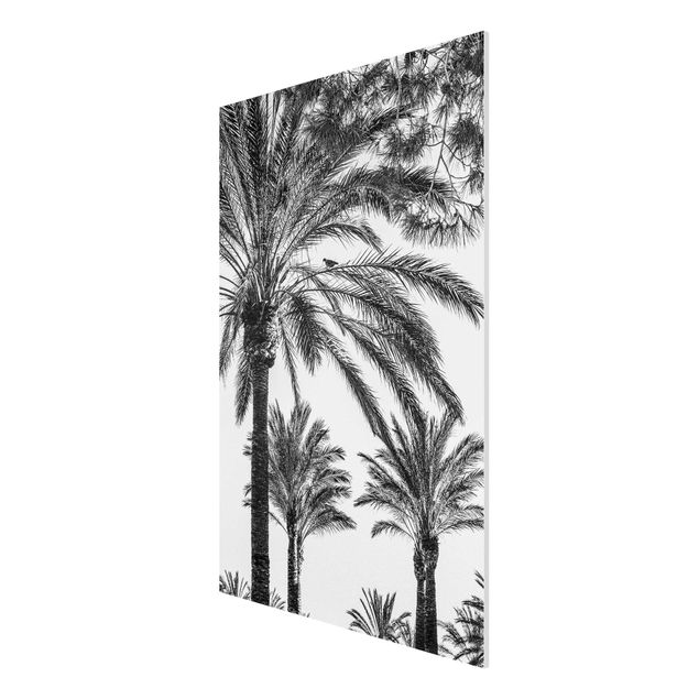 Forex schilderijen Palm Trees At Sunset Black And White