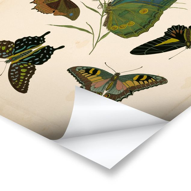Posters Vintage Illustration Exotic Butterflies