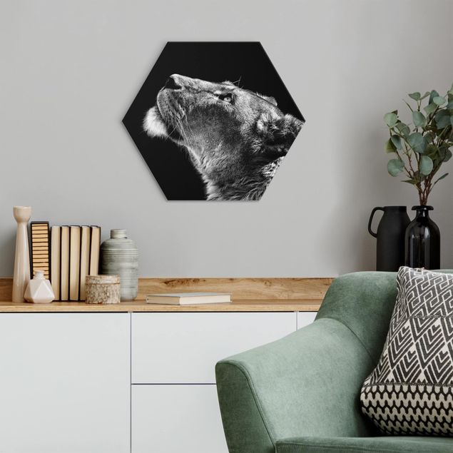 Hexagons Aluminium Dibond schilderijen Portrait Of A Lioness