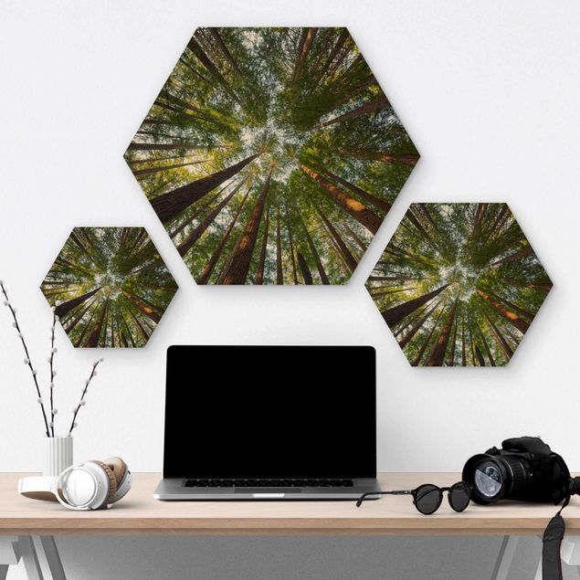 Hexagons houten schilderijen Sequoia Tree Tops