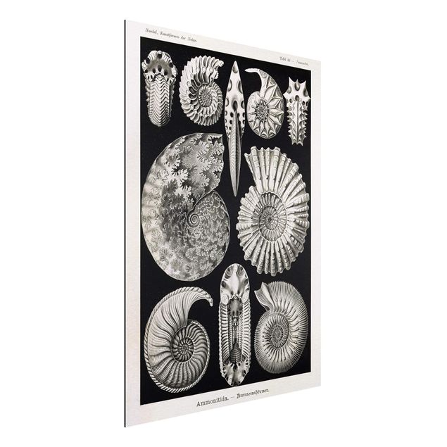 Aluminium Dibond schilderijen Vintage Board Fossils Black And White