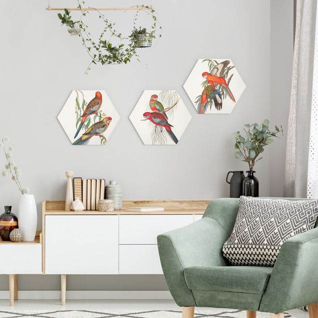 Hexagons Aluminium Dibond schilderijen - 3-delig Tropical Parrot Set I
