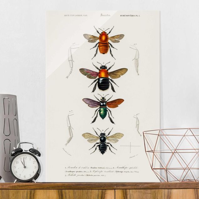 Glas Magnettafel Vintage Board Insects
