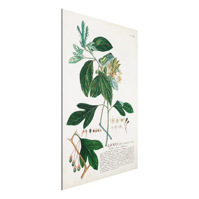 Aluminium Dibond schilderijen Vintage Botanical Illustration Laurel