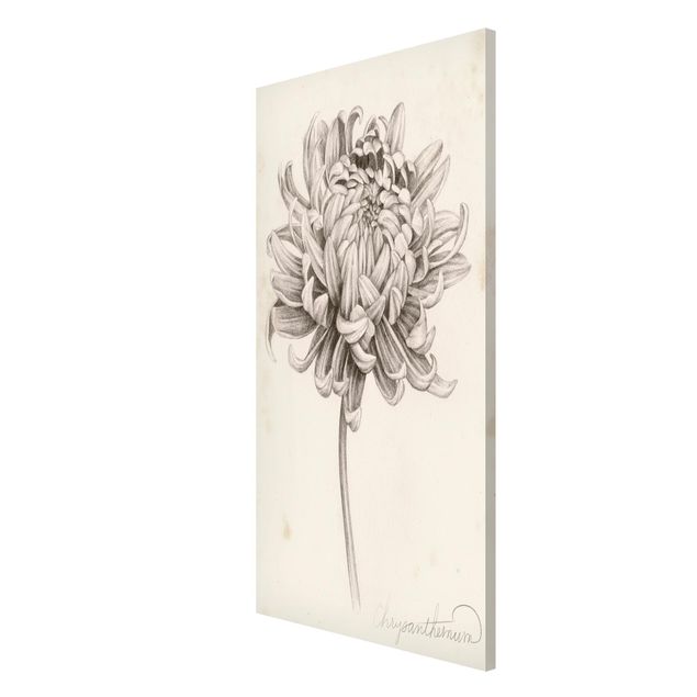 Magneetborden Botanical Study Chrysanthemum I