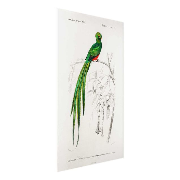 Glasschilderijen Vintage Board Tropical Bird I
