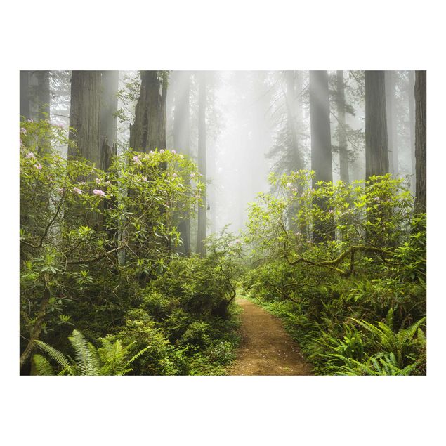 Glasschilderijen Misty Forest Path