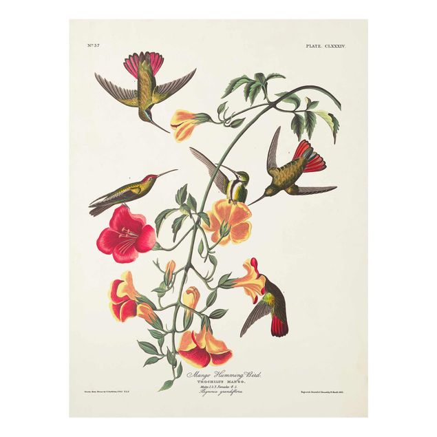 Glasschilderijen Vintage Board Mango Hummingbirds