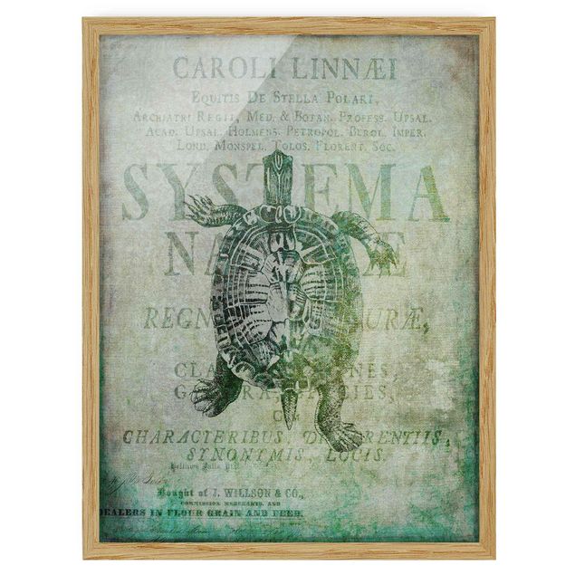 Ingelijste posters Vintage Collage - Antique Turtle