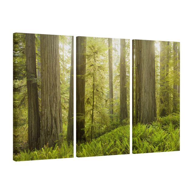 Canvas schilderijen - 3-delig Redwood State Park Forest View