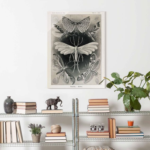 Glasschilderijen Vintage Board Moths And Butterflies
