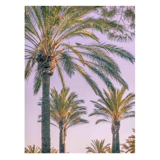 Canvas schilderijen Palm Trees At Sunset