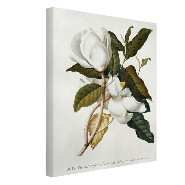 Canvas schilderijen Georg Dionysius Ehret - Magnolia