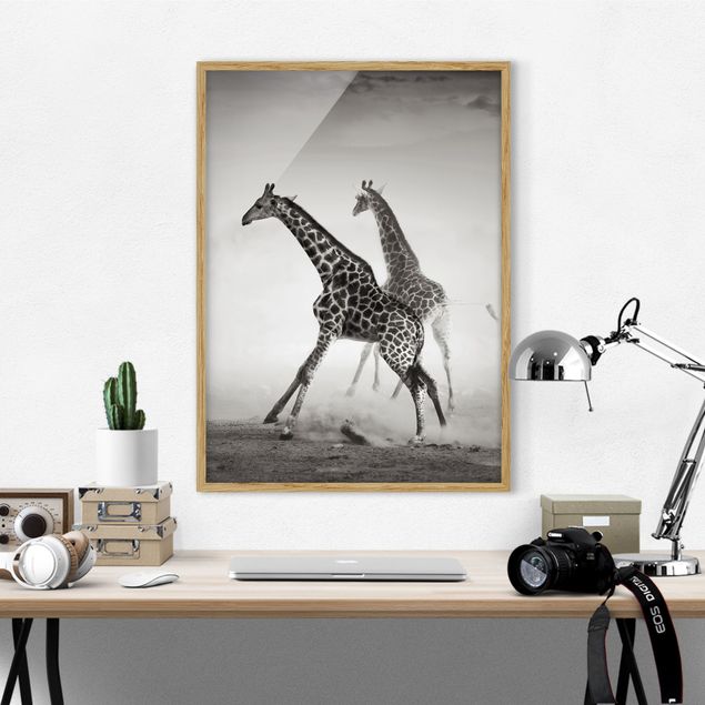 Ingelijste posters Giraffe Hunt