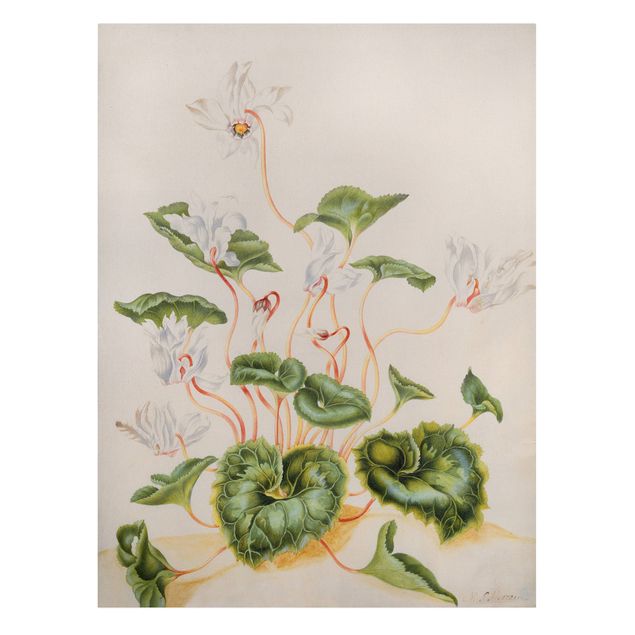 Canvas schilderijen Anna Maria Sibylla Merian - White Violets