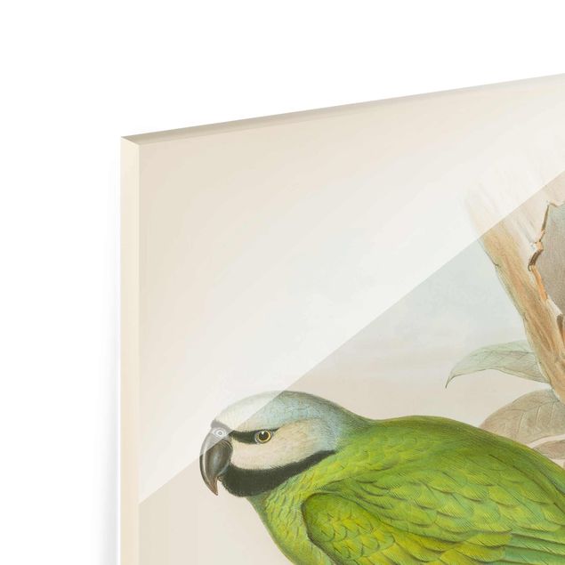 Glasschilderijen Vintage Illustration Tropical Birds II