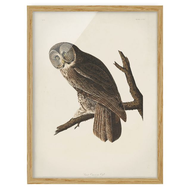 Ingelijste posters Vintage Board Great Owl