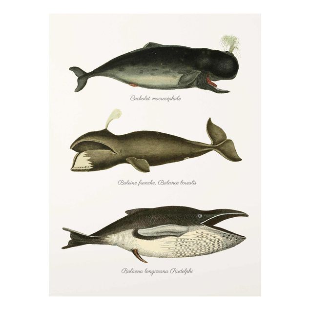 Glasschilderijen Three Vintage Whales