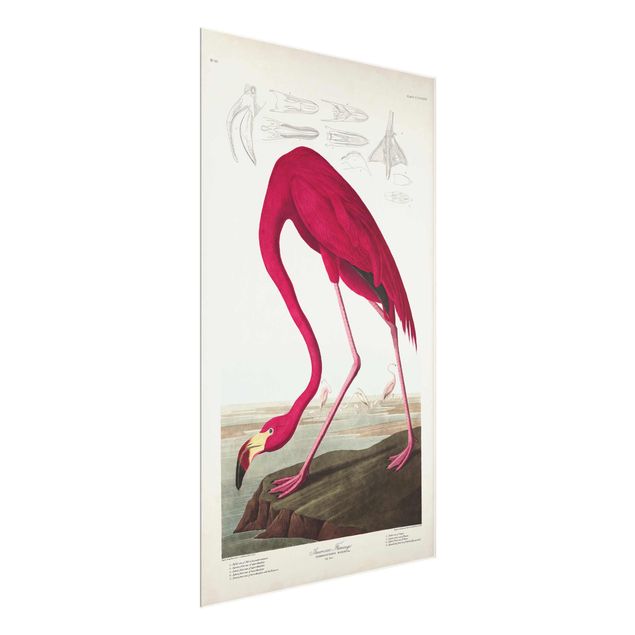 Glasschilderijen Vintage Board American Flamingo