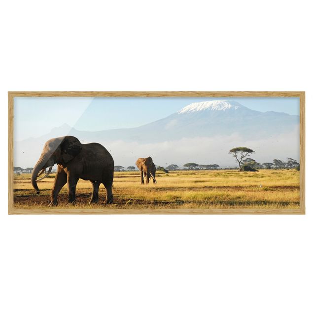 Ingelijste posters Elephants In Front Of The Kilimanjaro In Kenya