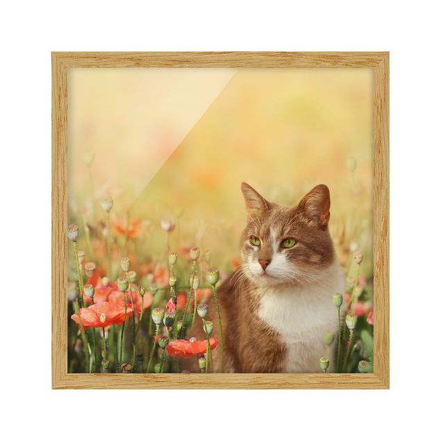 Ingelijste posters Cat In A Field Of Poppies
