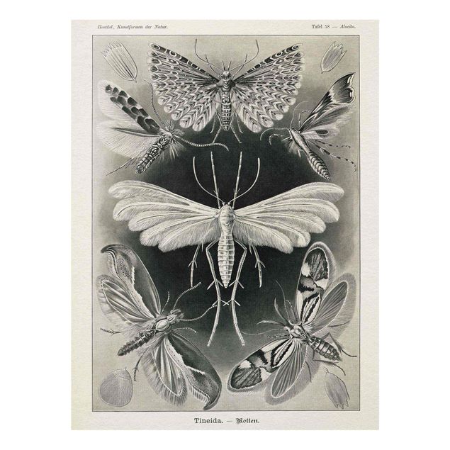 Glasschilderijen Vintage Board Moths And Butterflies