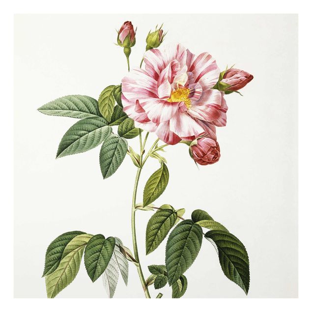 Glasschilderijen Pierre Joseph Redoute - Pink Gallica Rose