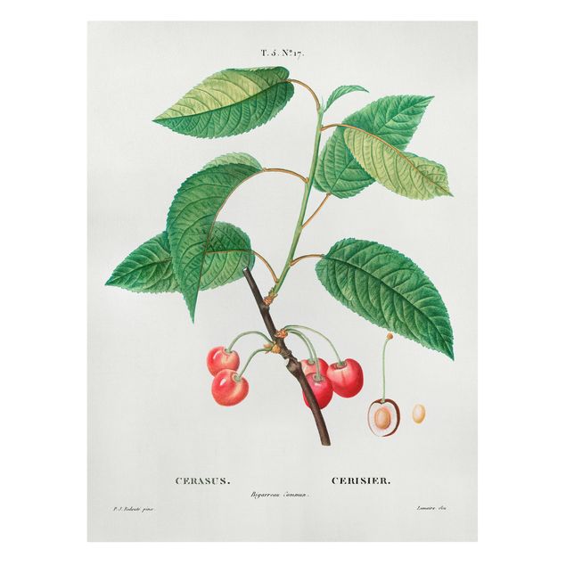 Canvas schilderijen Botany Vintage Illustration Red Cherries