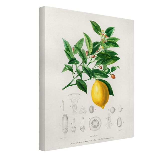 Canvas schilderijen Botany Vintage Illustration Of Lemon