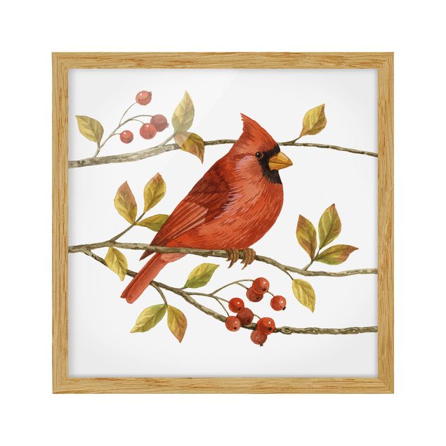 Ingelijste posters Birds And Berries - Northern Cardinal